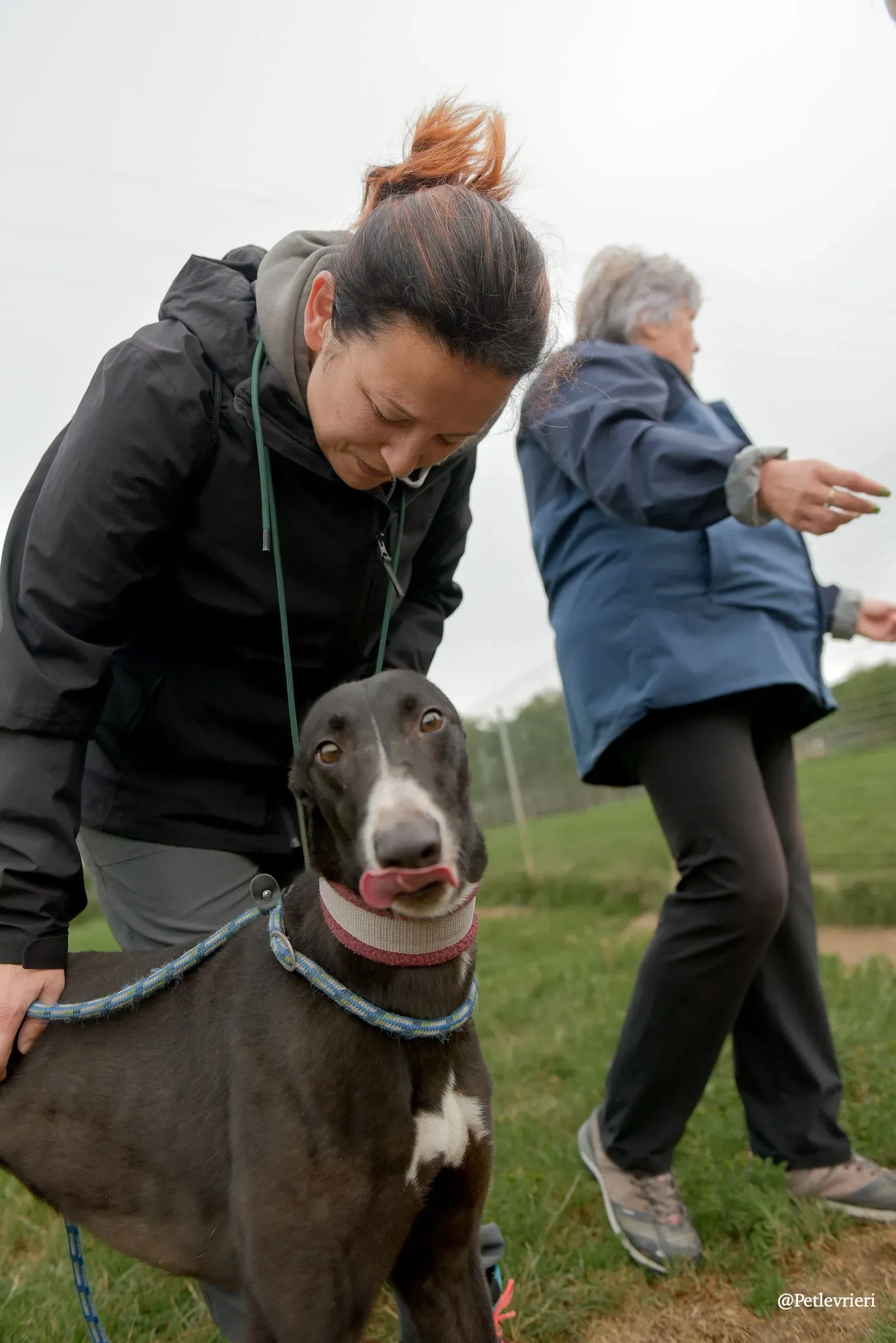 Sadie greyhound pet levrieri 7 risultato