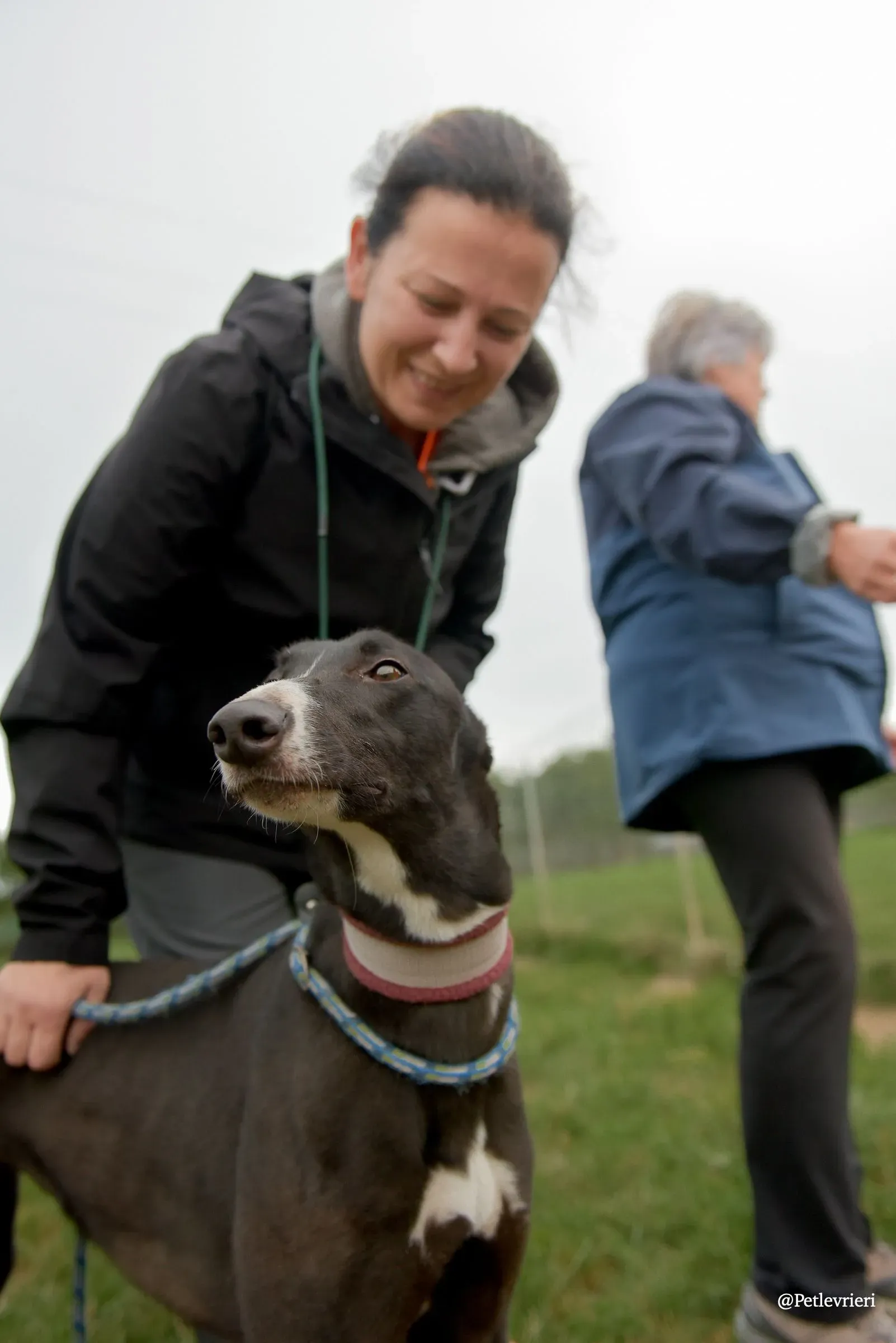 Sadie greyhound pet levrieri 8 risultato