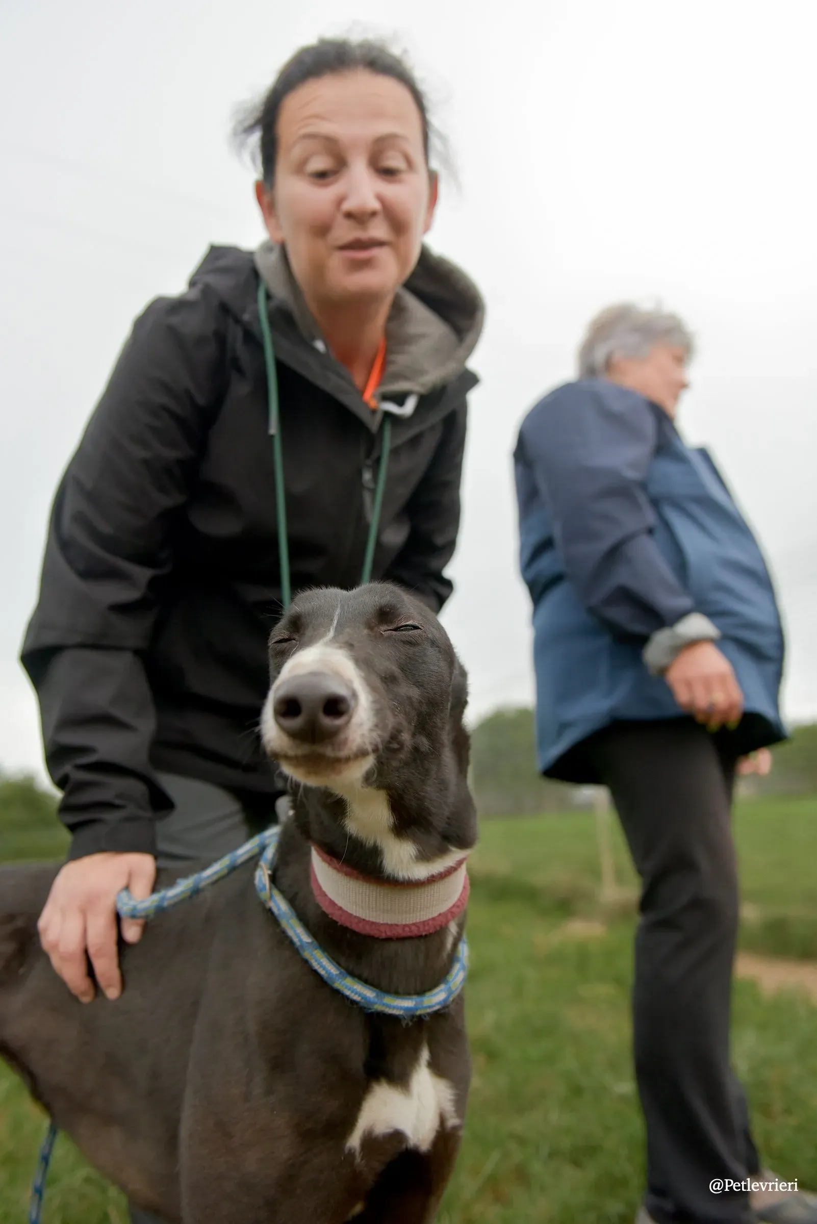 Sadie greyhound pet levrieri 9 risultato