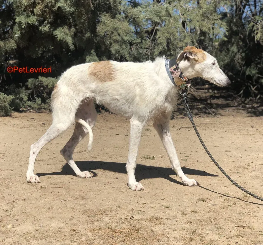 Saeta adozione levrieri galgo 1