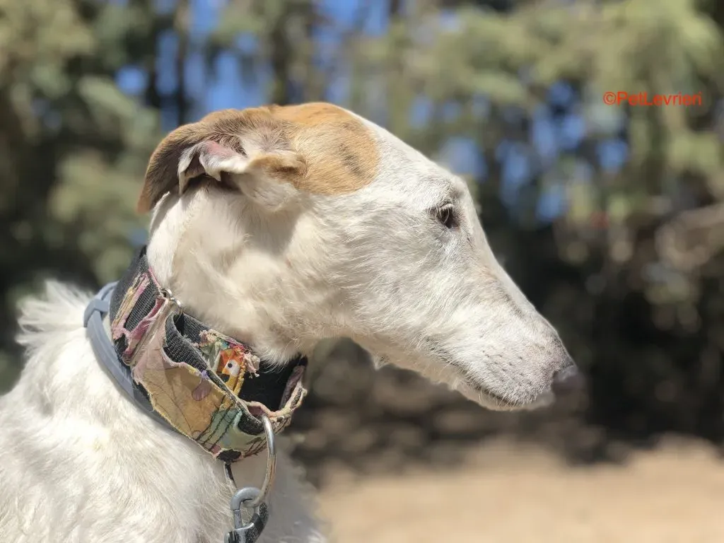 Saeta adozione levrieri galgo 2