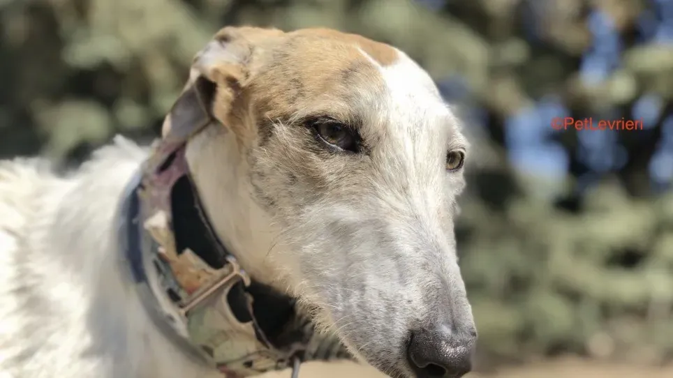 Saeta adozione levrieri galgo 3