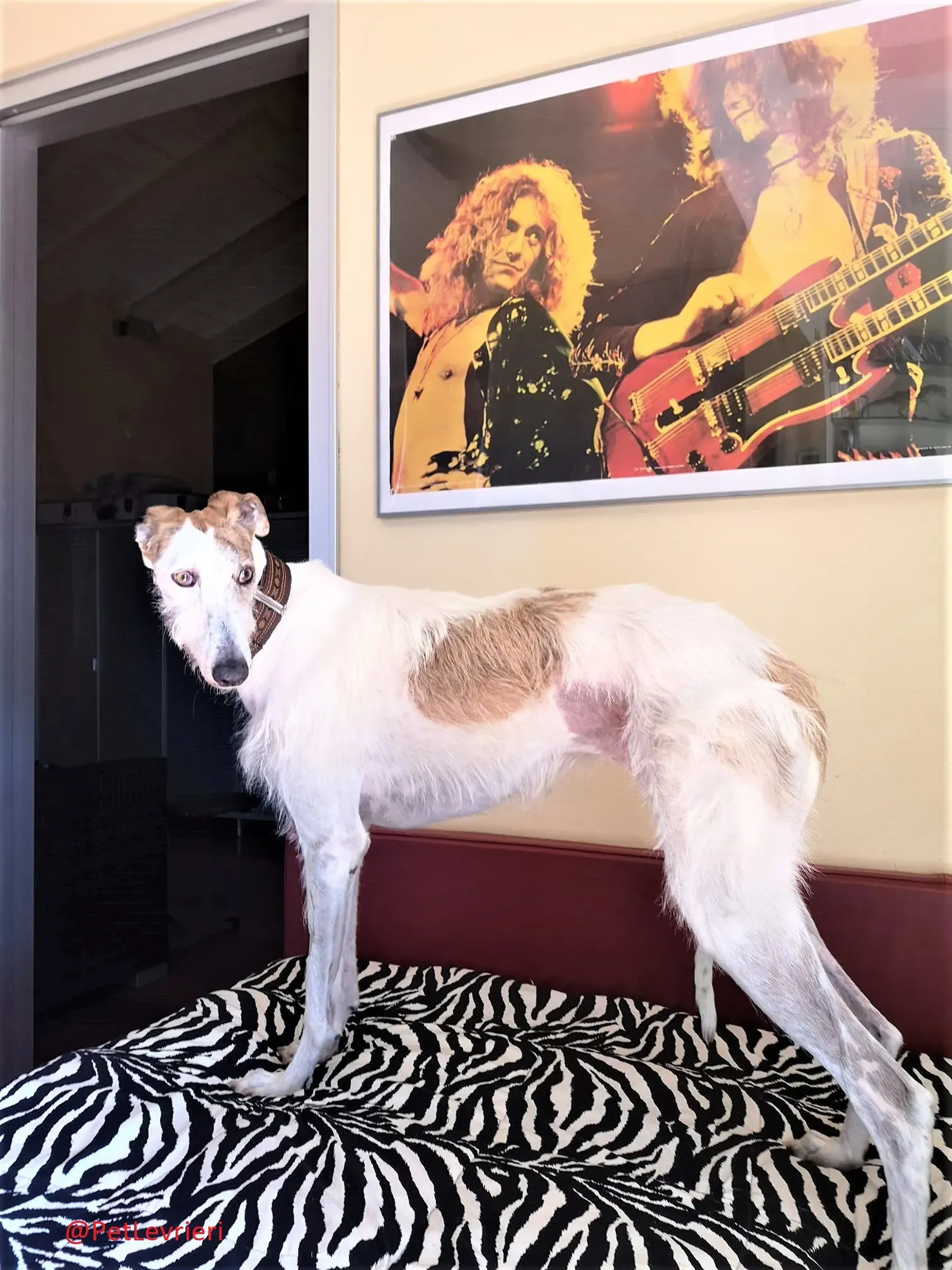 Saeta adozione levrieri galgo 30