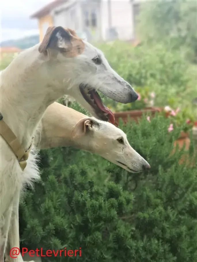 Saeta adozione levrieri galgo 31