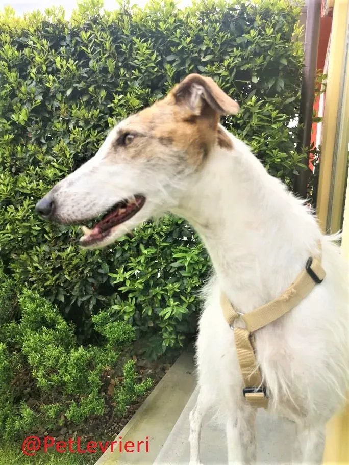 Saeta adozione levrieri galgo 32