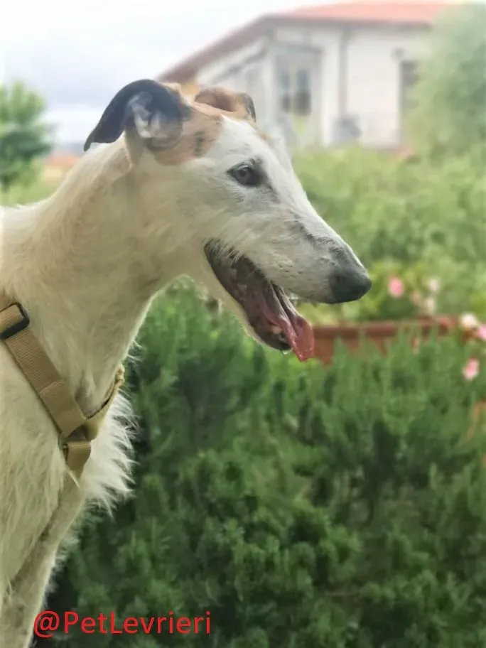 Saeta adozione levrieri galgo 33