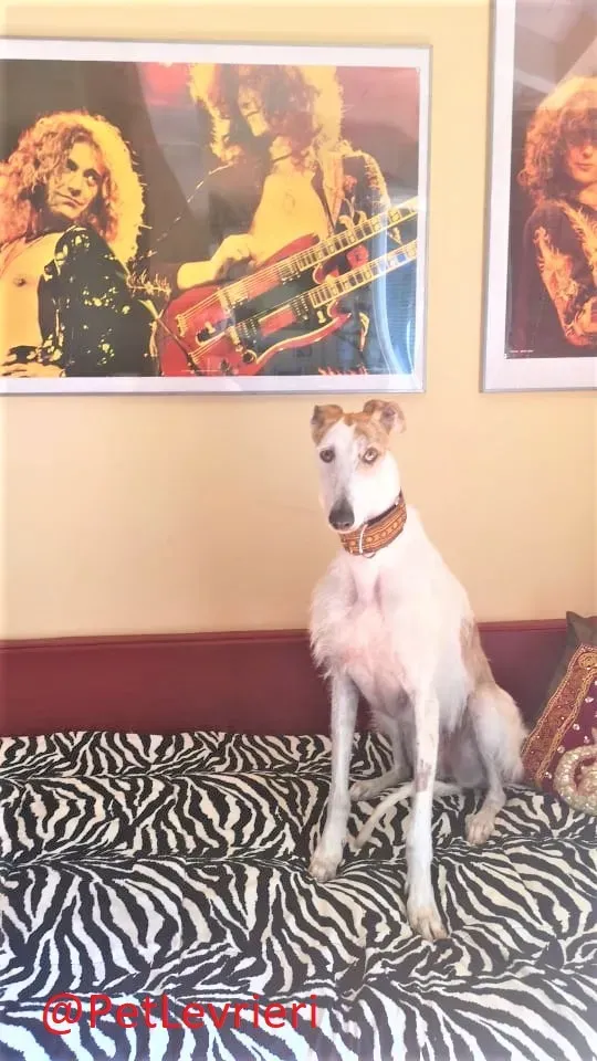 Saeta adozione levrieri galgo 34