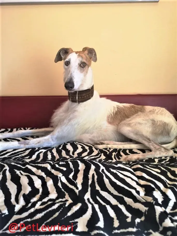 Saeta adozione levrieri galgo 35