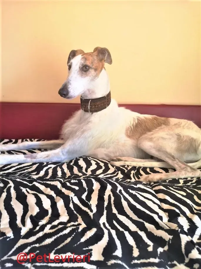 Saeta adozione levrieri galgo 36
