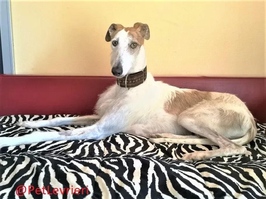 Saeta adozione levrieri galgo 37