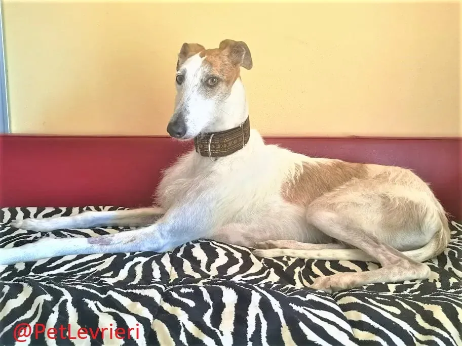 Saeta adozione levrieri galgo 38