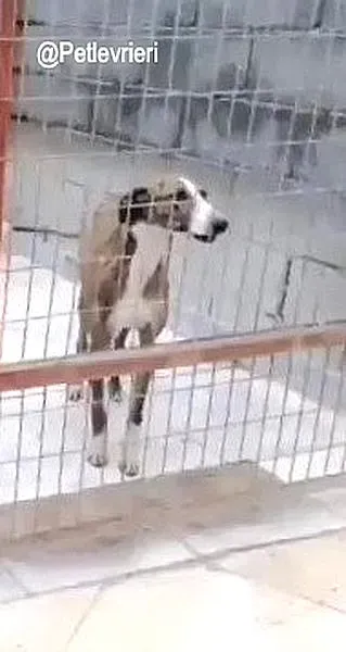 Saeta de Vane adozione levrieri galgo 2