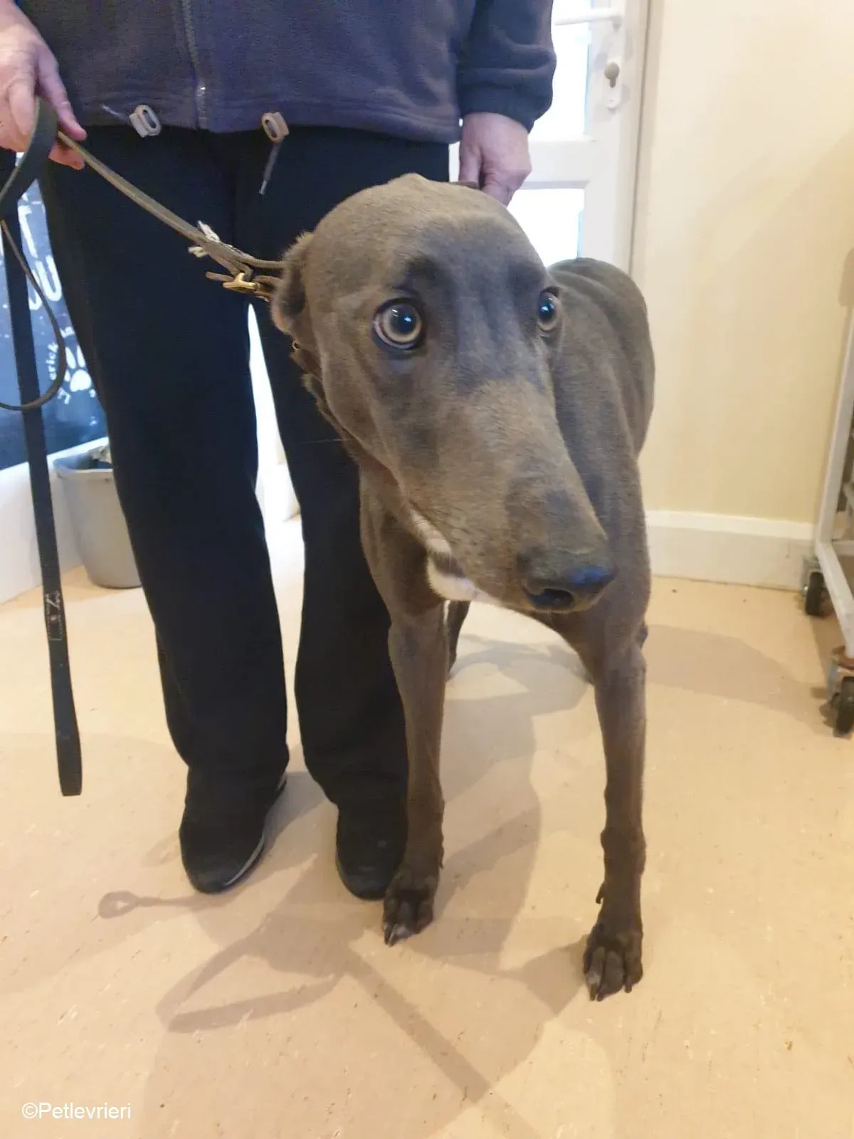 Salah adozione levrieri greyhound 3