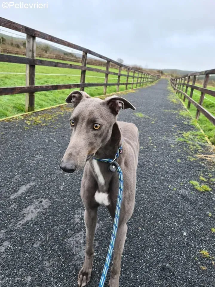 Salah adozione levrieri greyhound 4