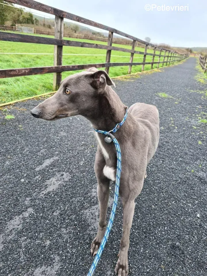 Salah adozione levrieri greyhound 5