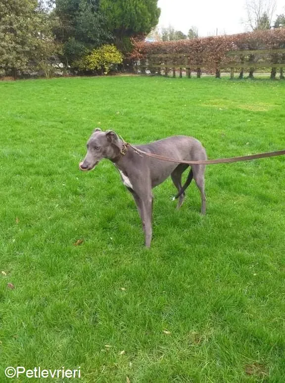 Sally adozione levrieri greyhound 2