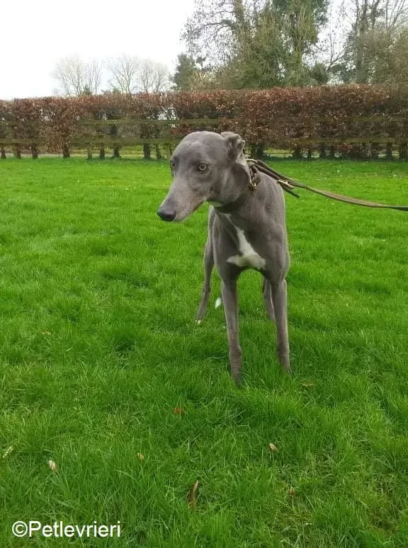 Sally adozione levrieri greyhound 3