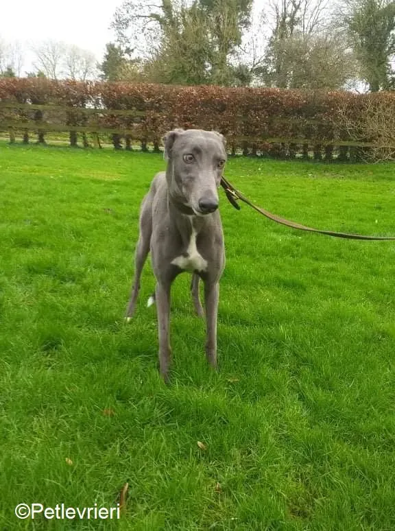 Sally adozione levrieri greyhound 4