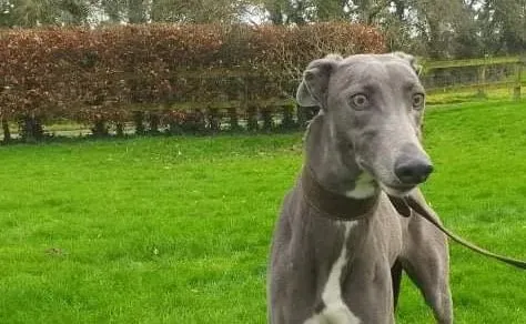 Sally adozione levrieri greyhound 5 e1610821011461