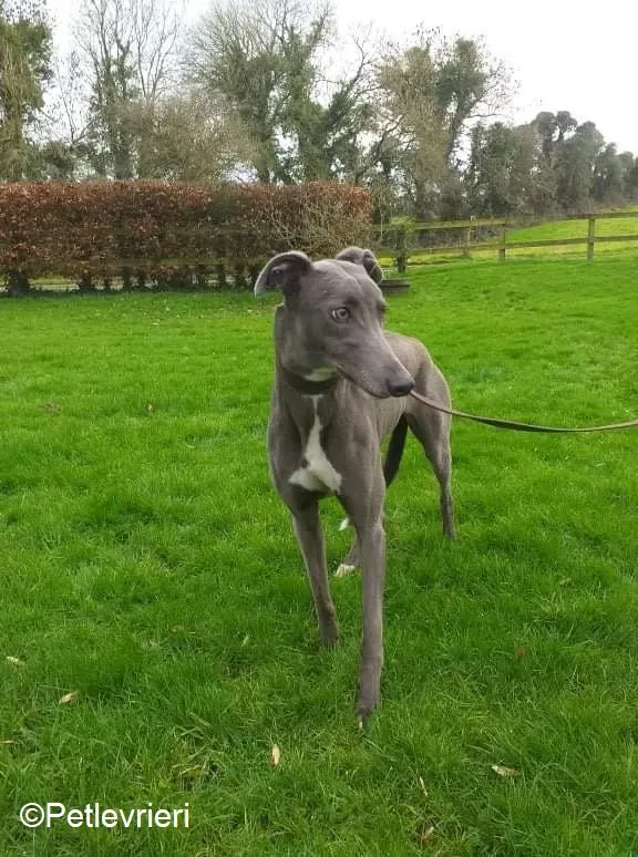 Sally adozione levrieri greyhound 6