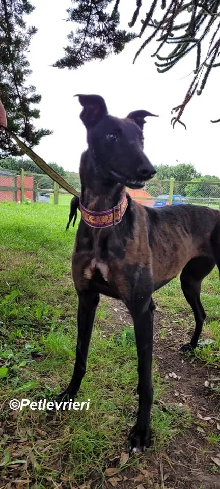 Salve adozione levrieri greyhound 1