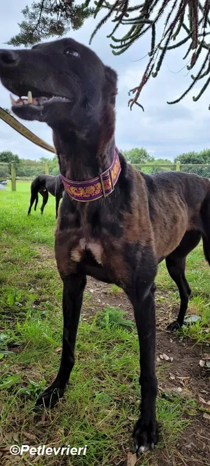 Salve adozione levrieri greyhound 2