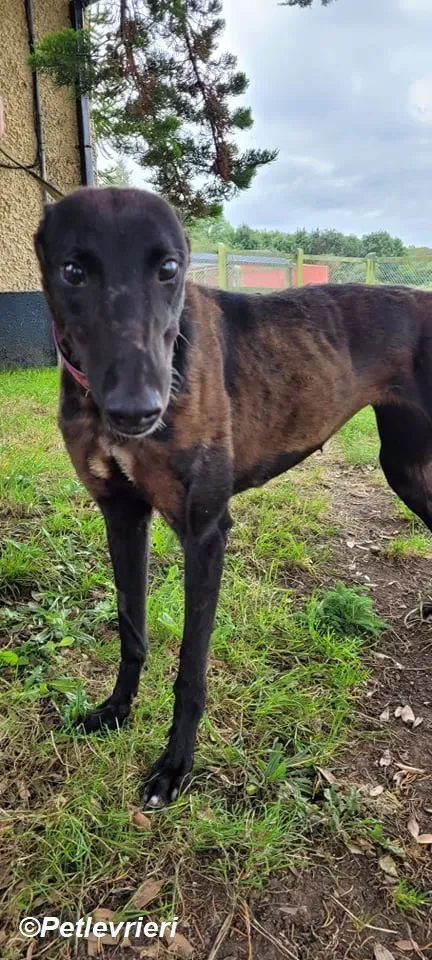 Salve adozione levrieri greyhound 3