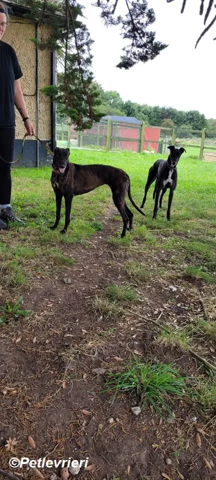 Salve adozione levrieri greyhound 4