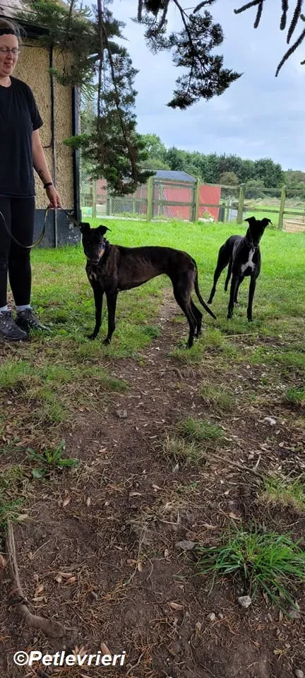 Salve adozione levrieri greyhound 5