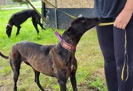 Salve adozione levrieri greyhound 6 e1630668045382