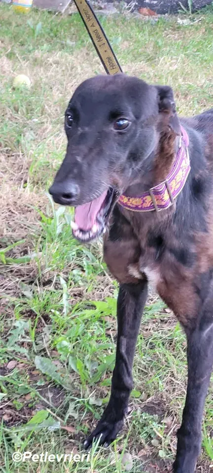 Salve adozione levrieri greyhound 7