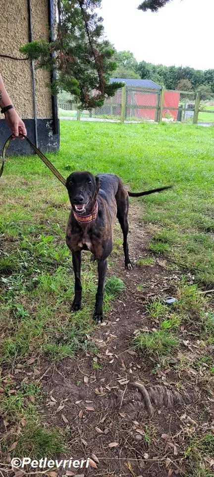 Salve adozione levrieri greyhound 8