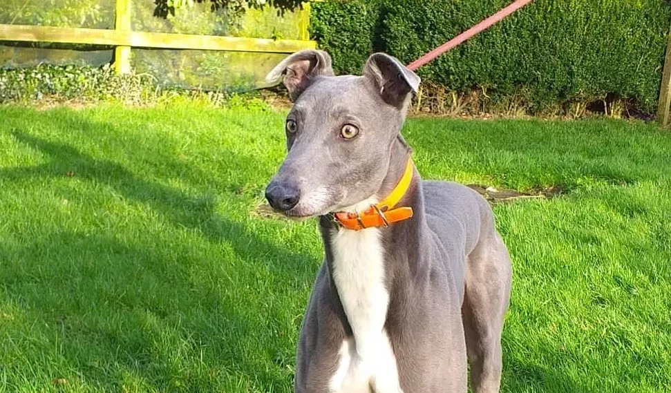 Sam adozione levrieri greyhound 1 e1579275345695
