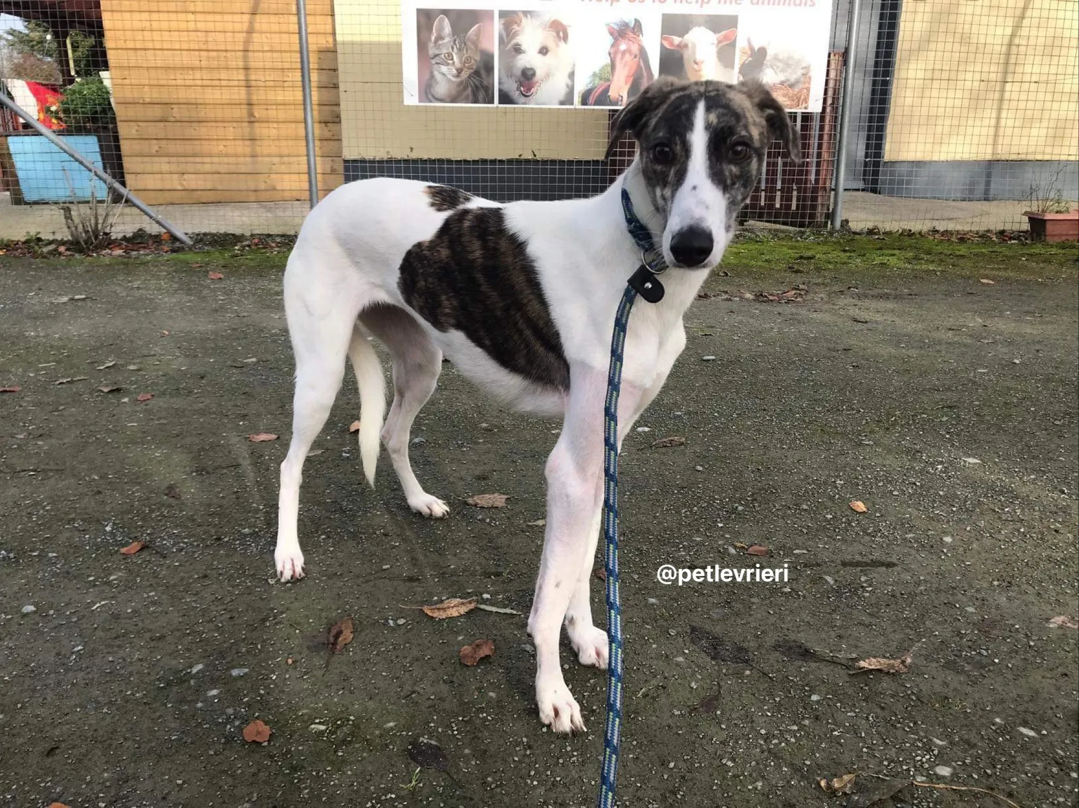 Samantha adozione greyhound pet levrieri 1