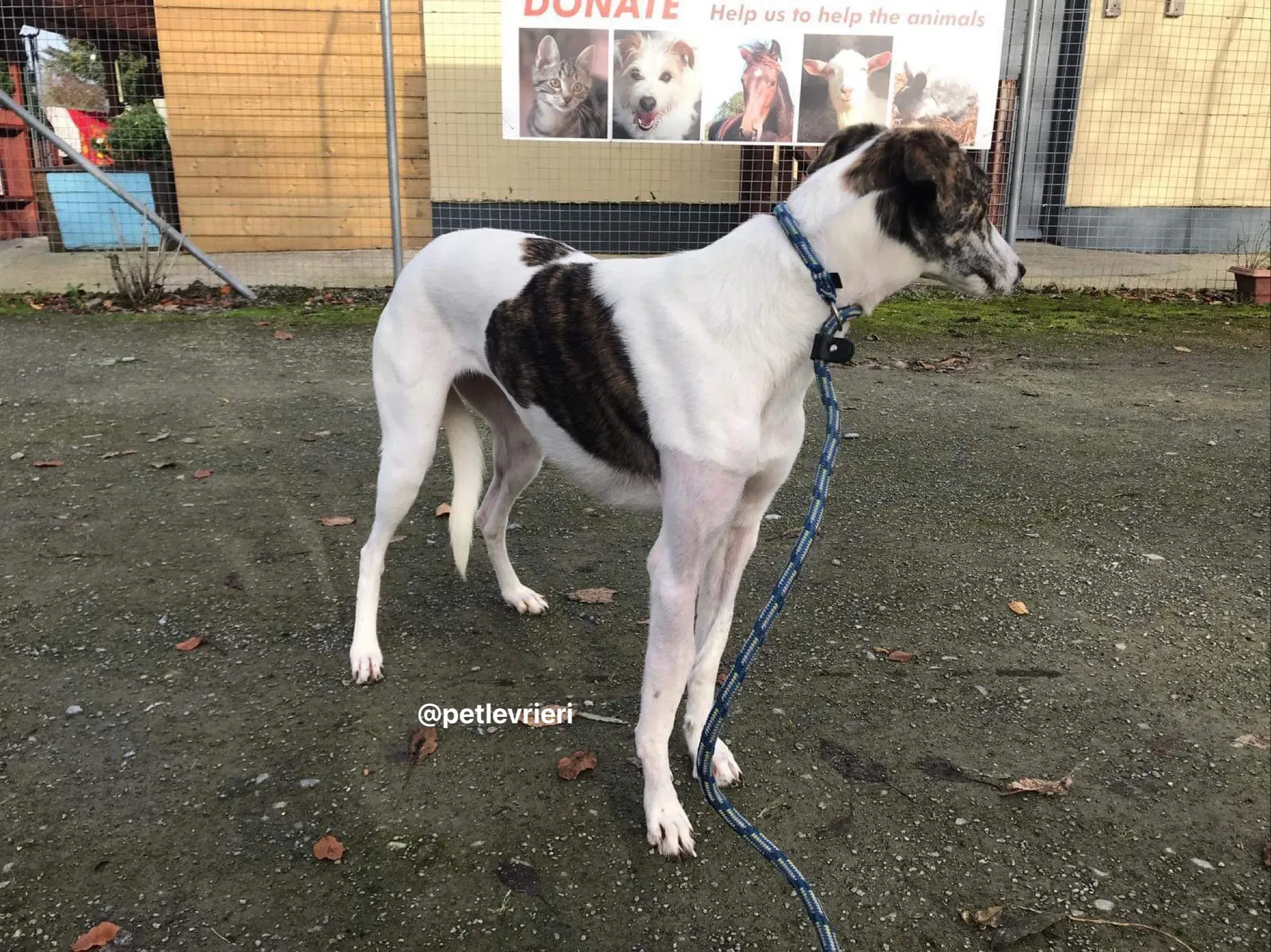 Samantha adozione greyhound pet levrieri 12