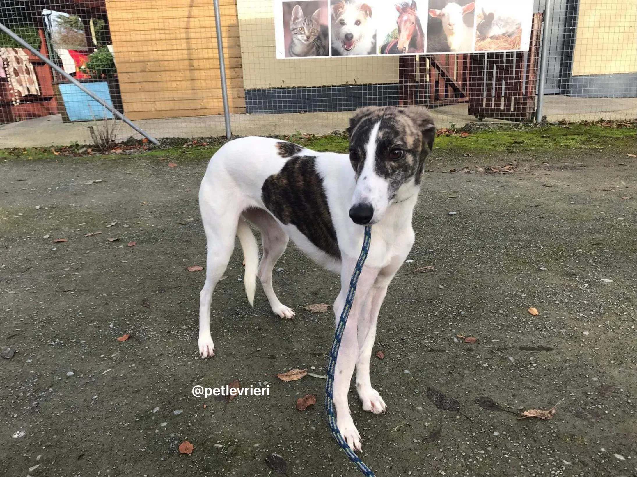 Samantha adozione greyhound pet levrieri 13