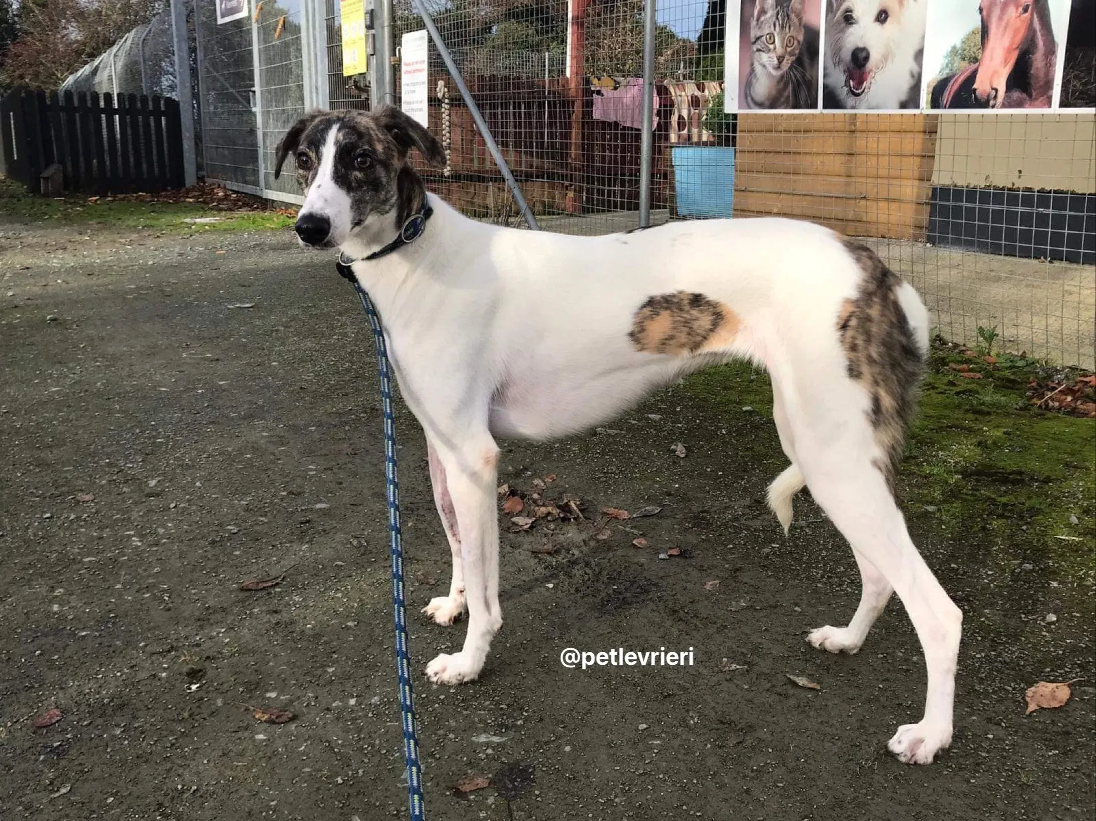 Samantha adozione greyhound pet levrieri 4