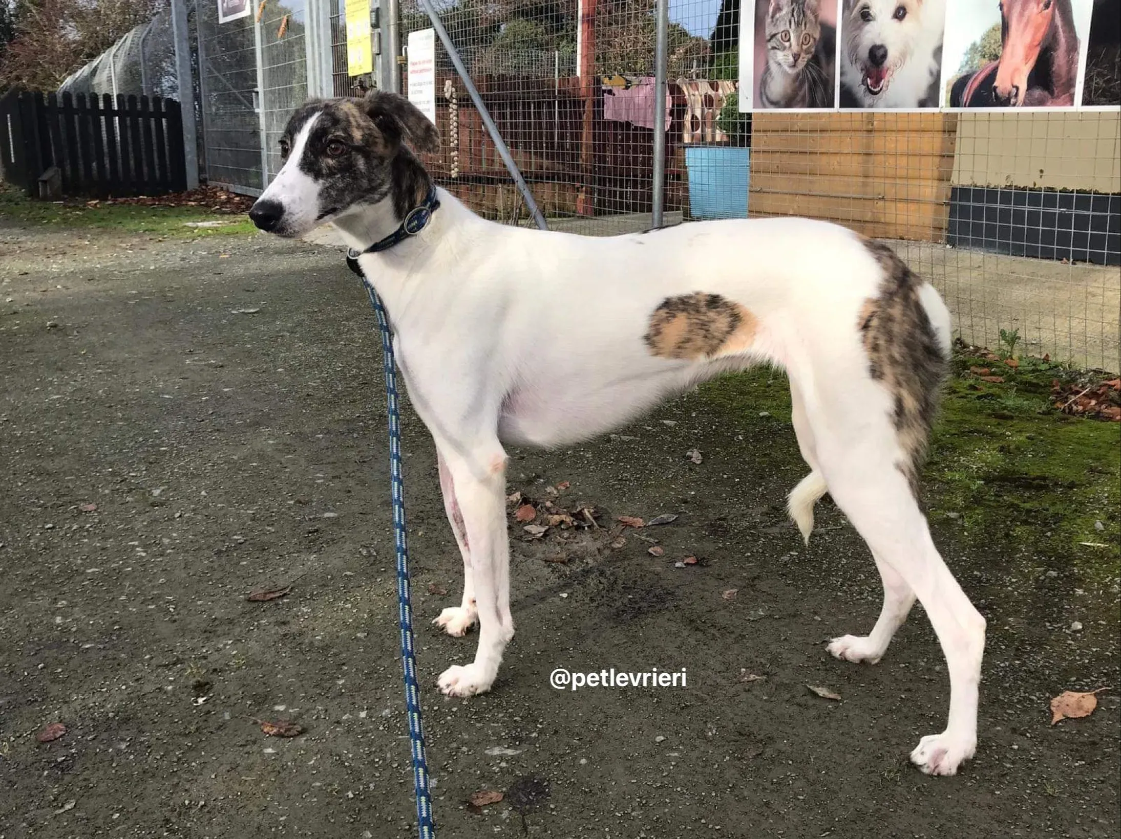 Samantha adozione greyhound pet levrieri 5