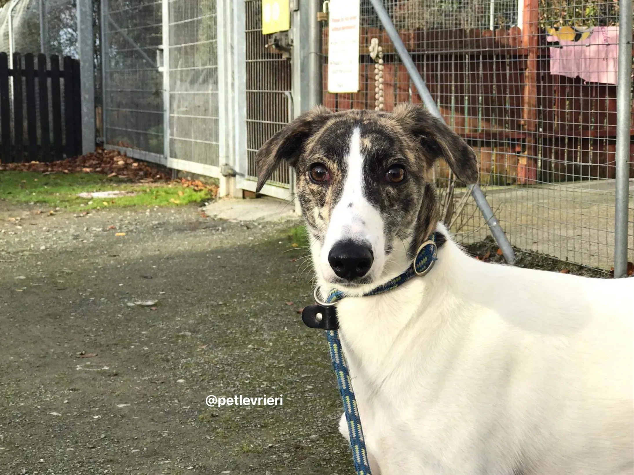 Samantha adozione greyhound pet levrieri 6