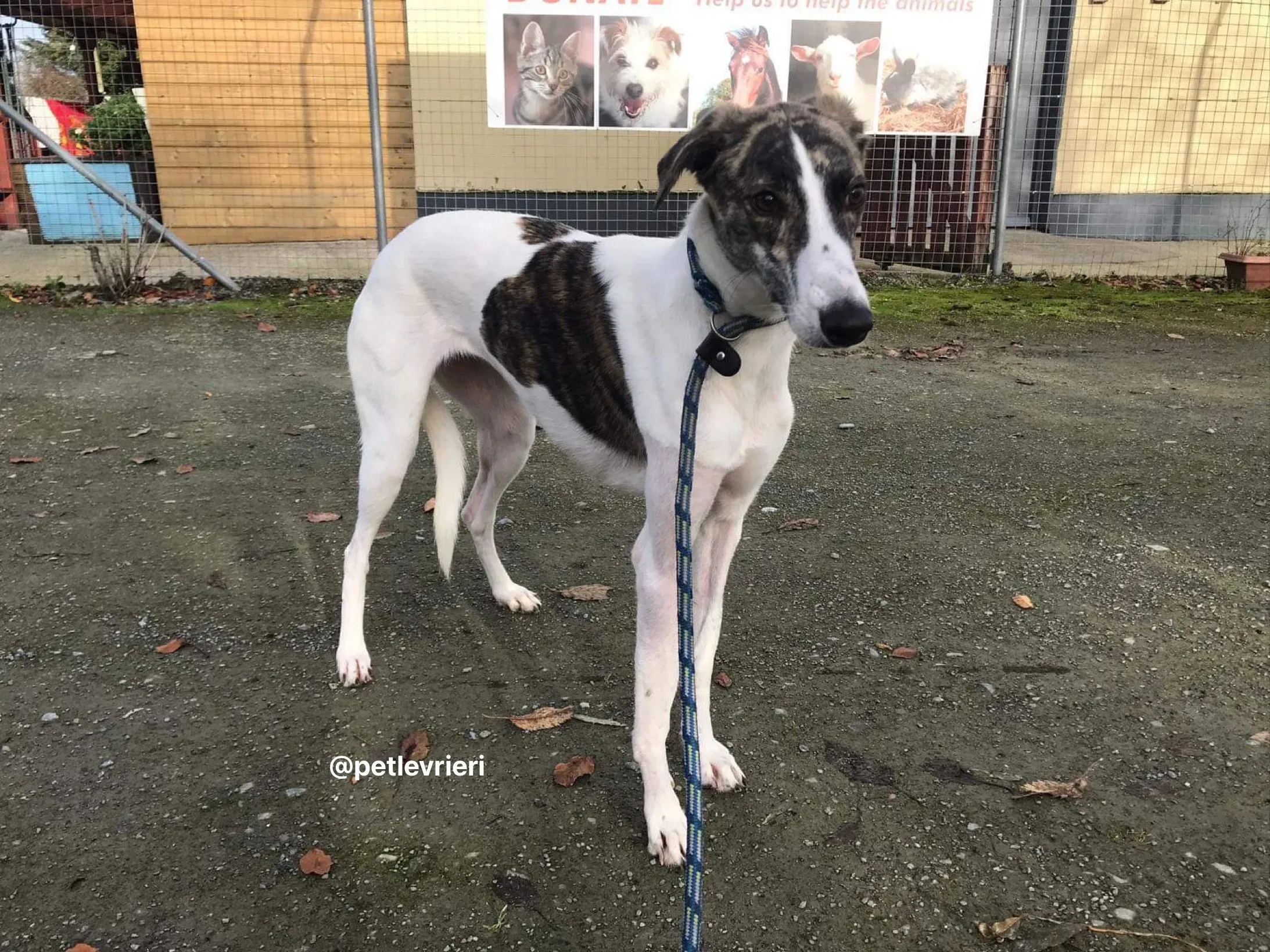 Samantha adozione greyhound pet levrieri 8