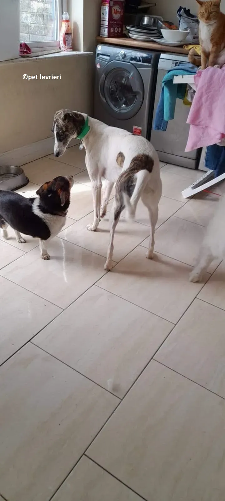 Samantha adozione levriero lurcher1 1