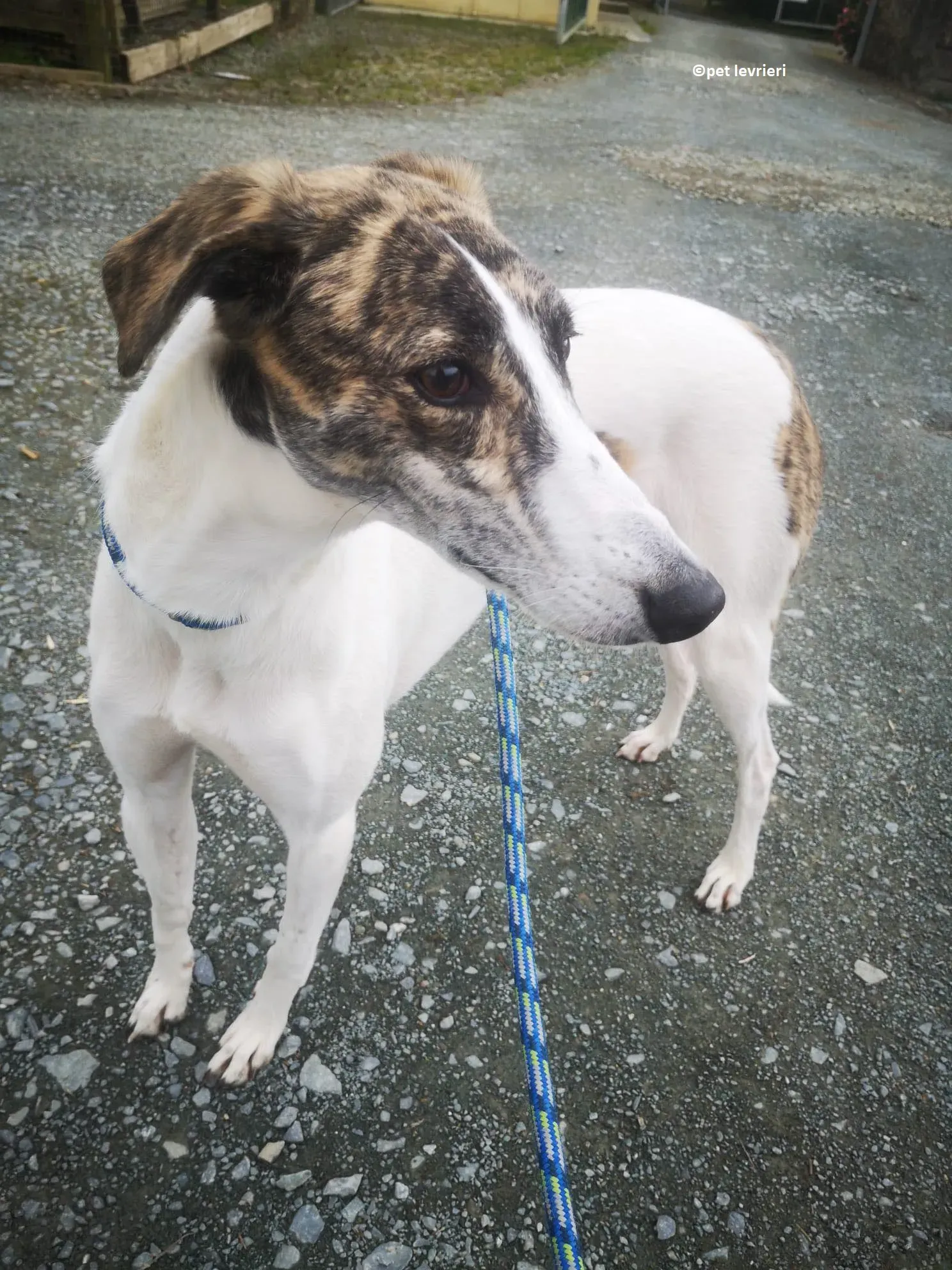 Samantha adozione levriero lurcher1