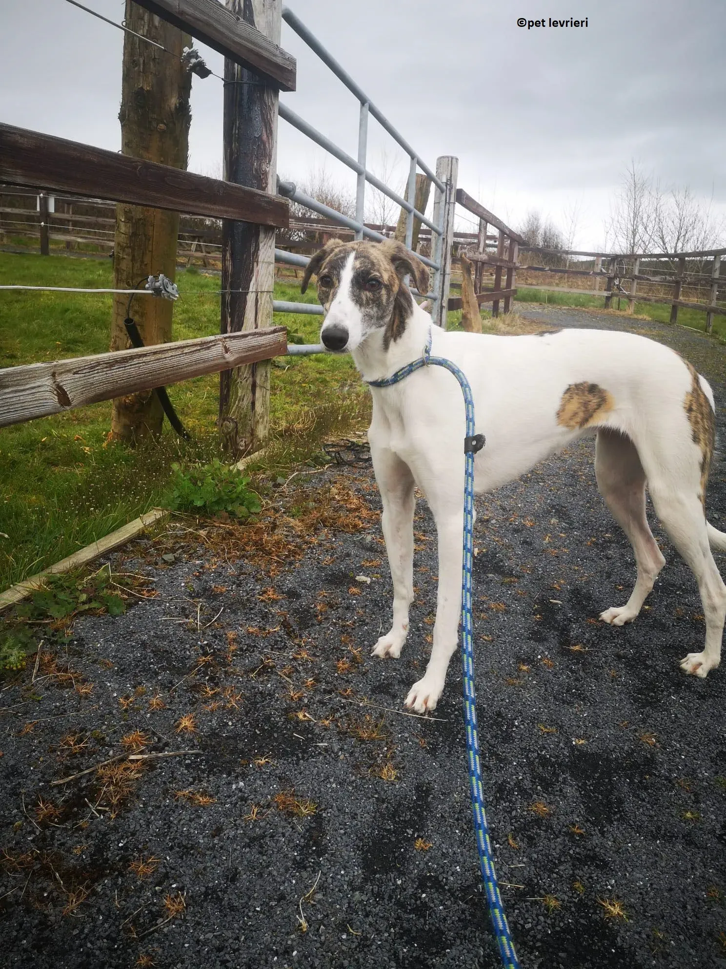 Samantha adozione levriero lurcher10