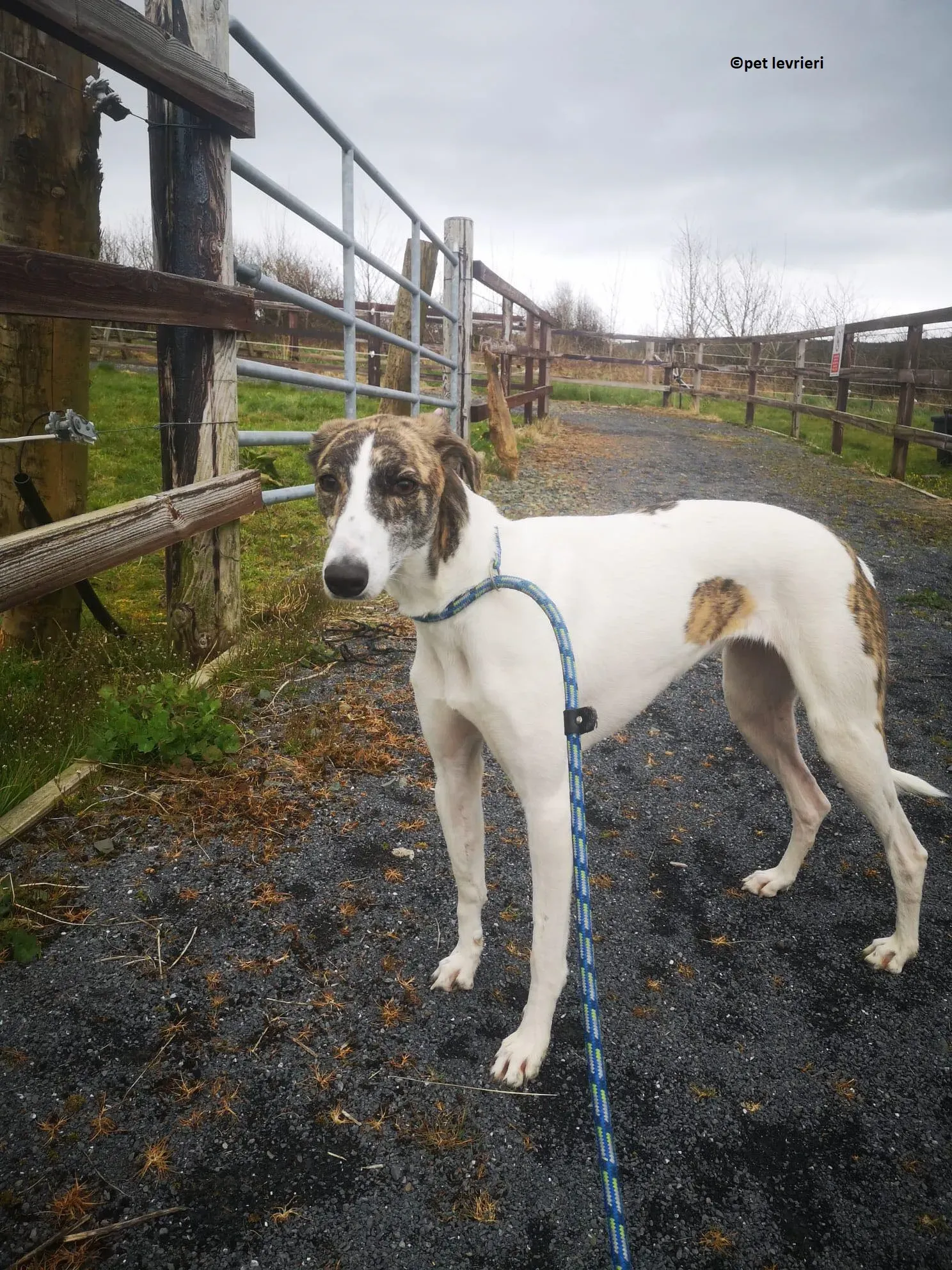 Samantha adozione levriero lurcher11