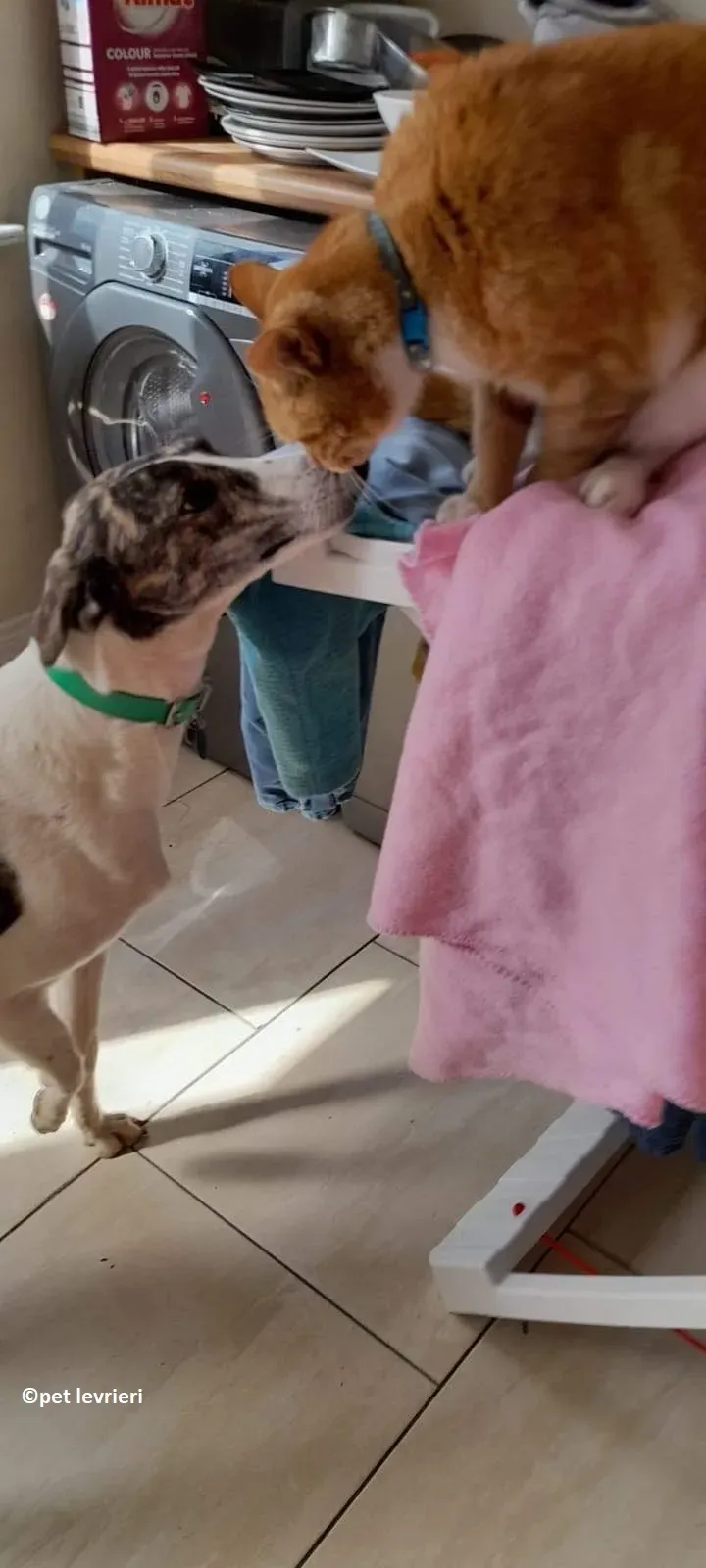 Samantha adozione levriero lurcher2 1