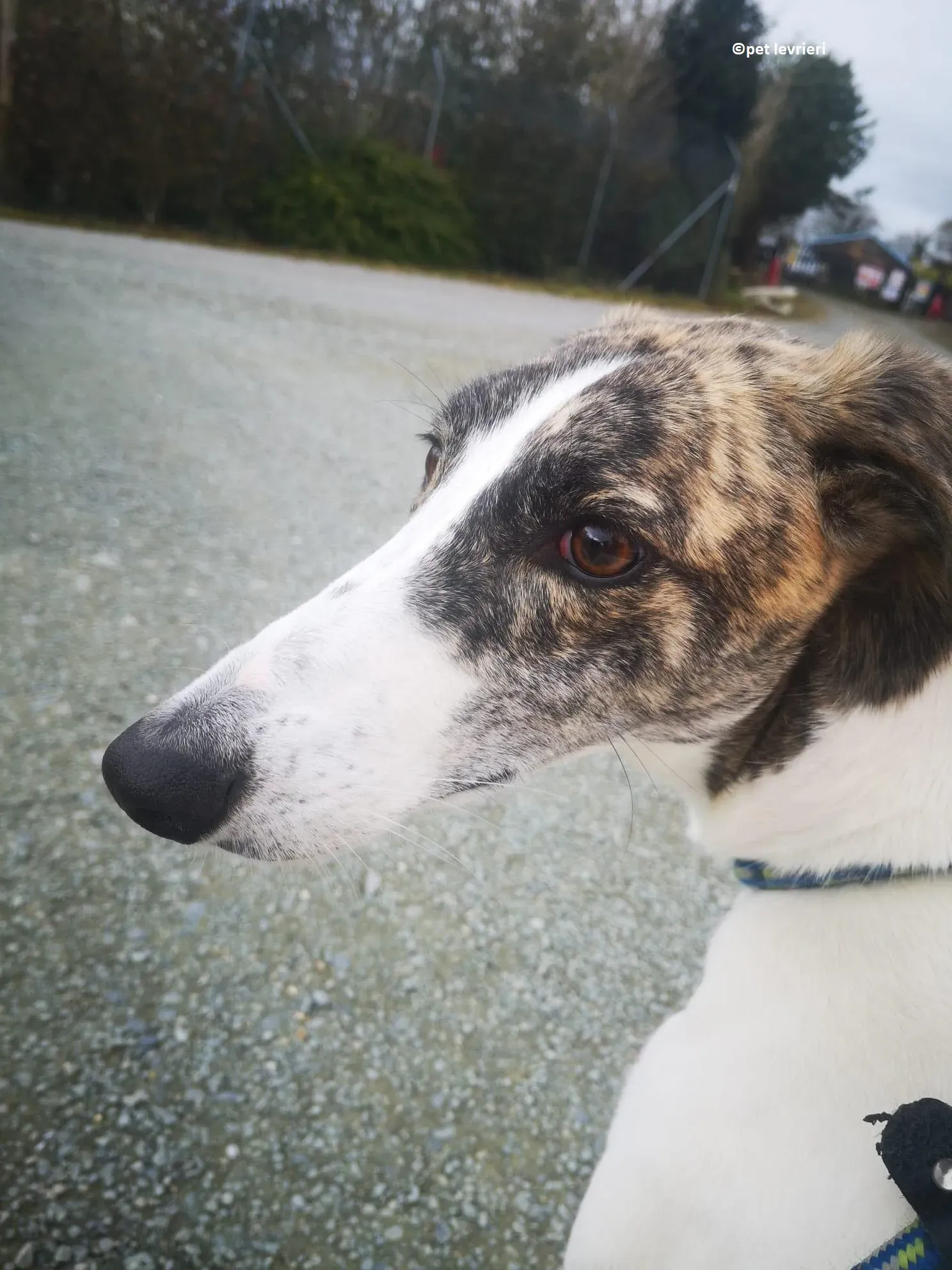 Samantha adozione levriero lurcher2