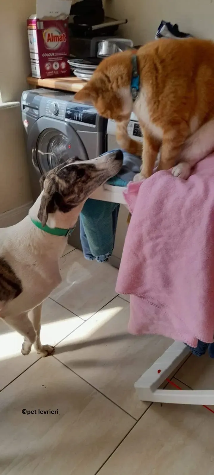 Samantha adozione levriero lurcher3 1