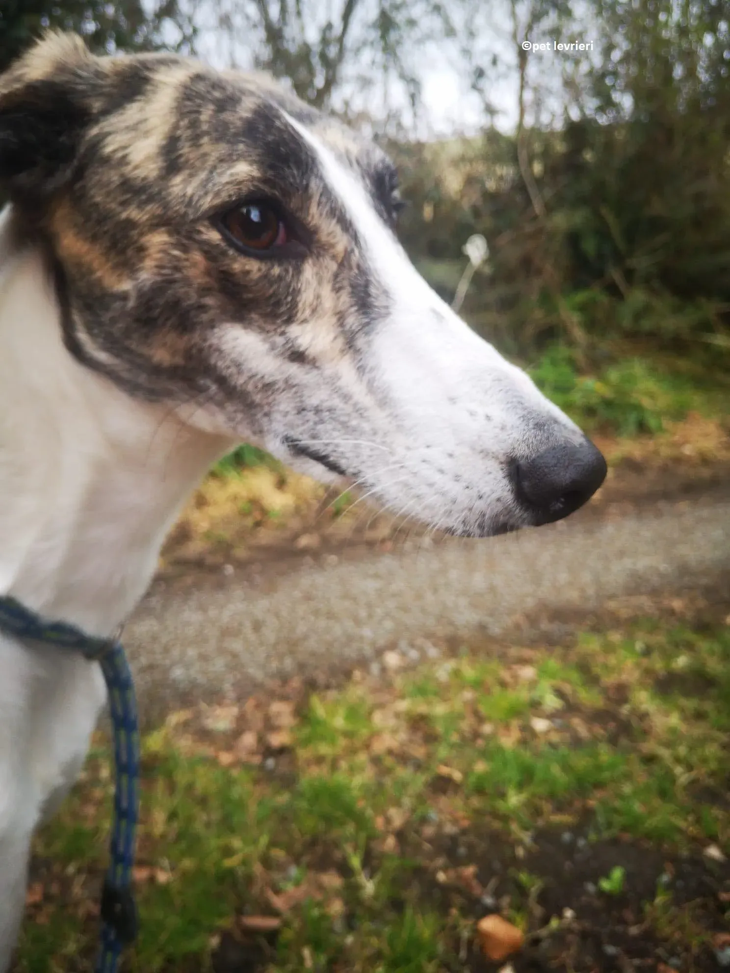 Samantha adozione levriero lurcher3