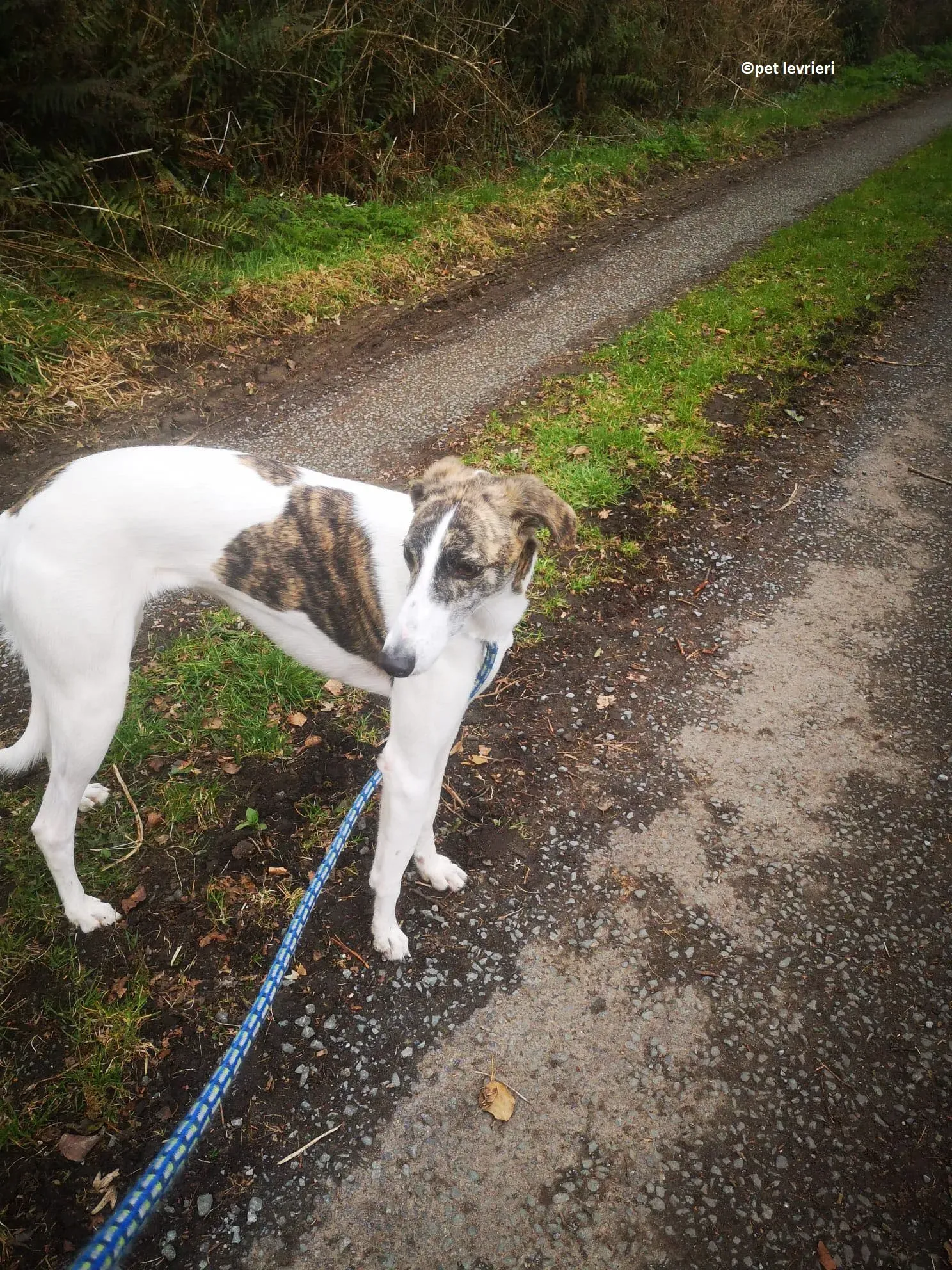 Samantha adozione levriero lurcher4