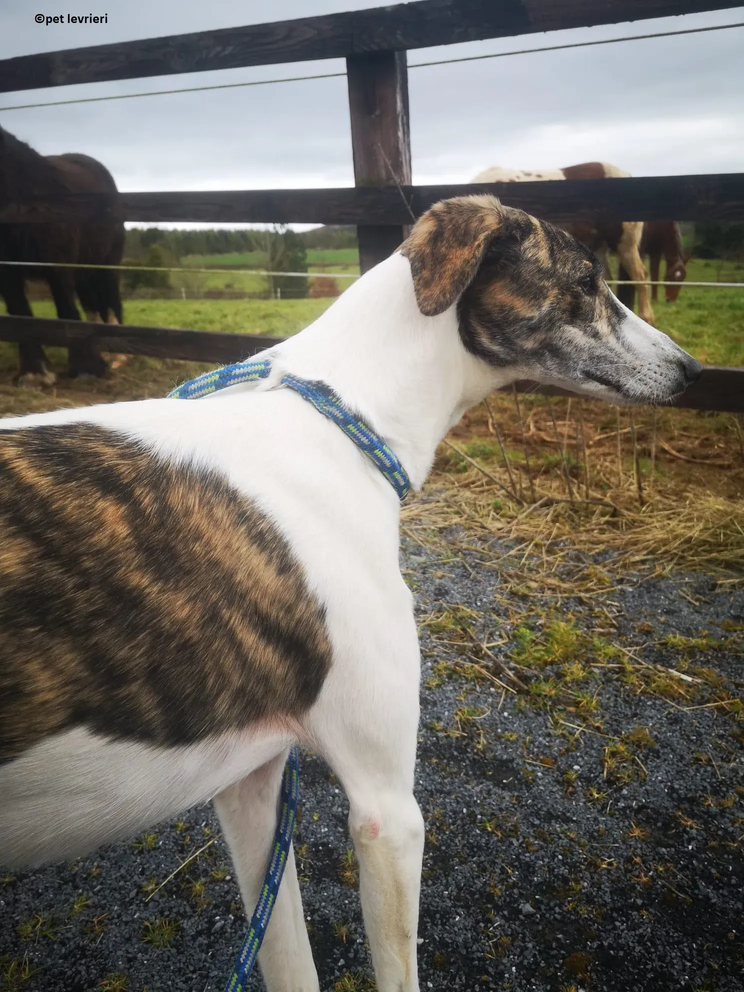 Samantha adozione levriero lurcher5